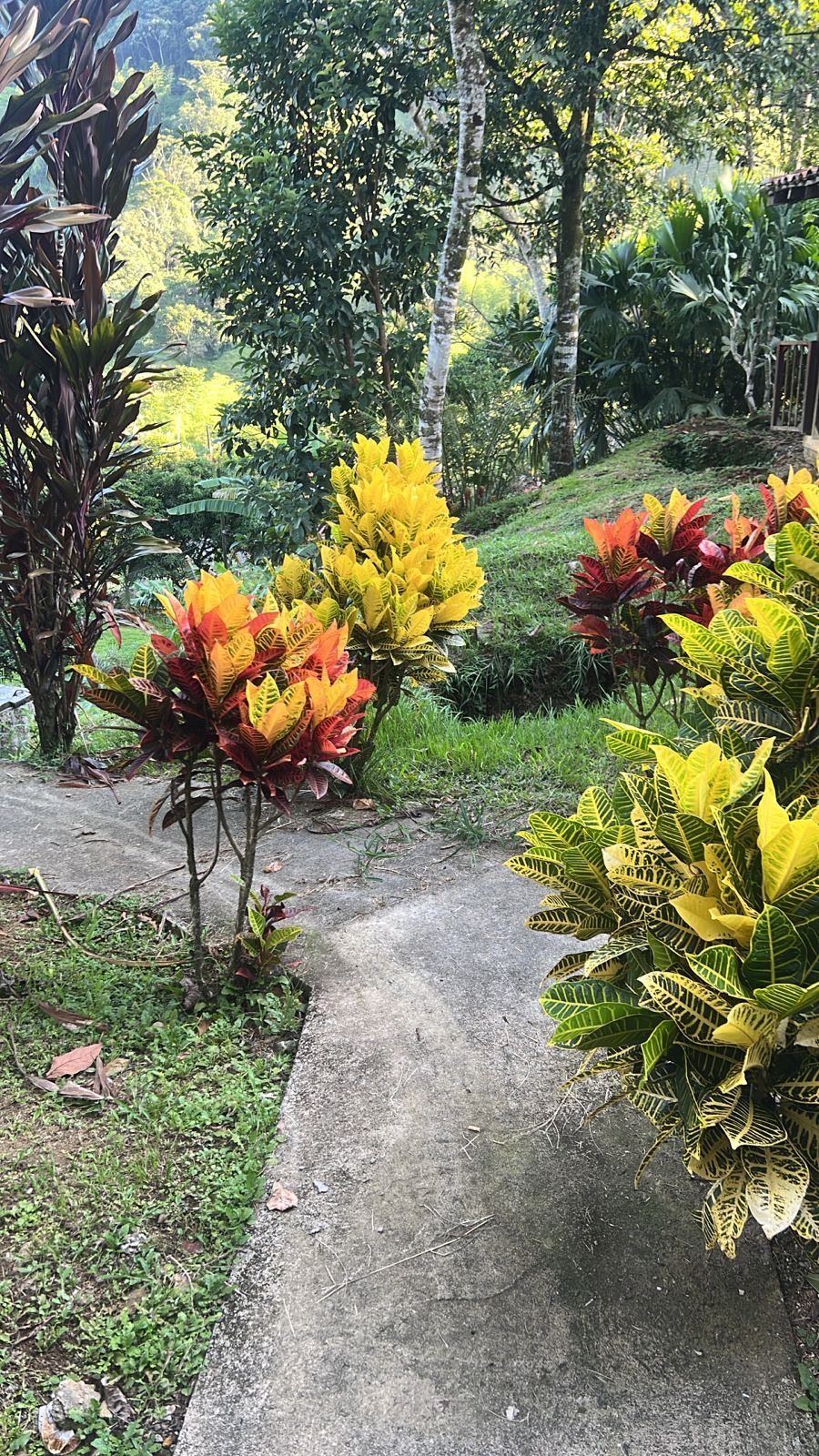 The garden in full colour