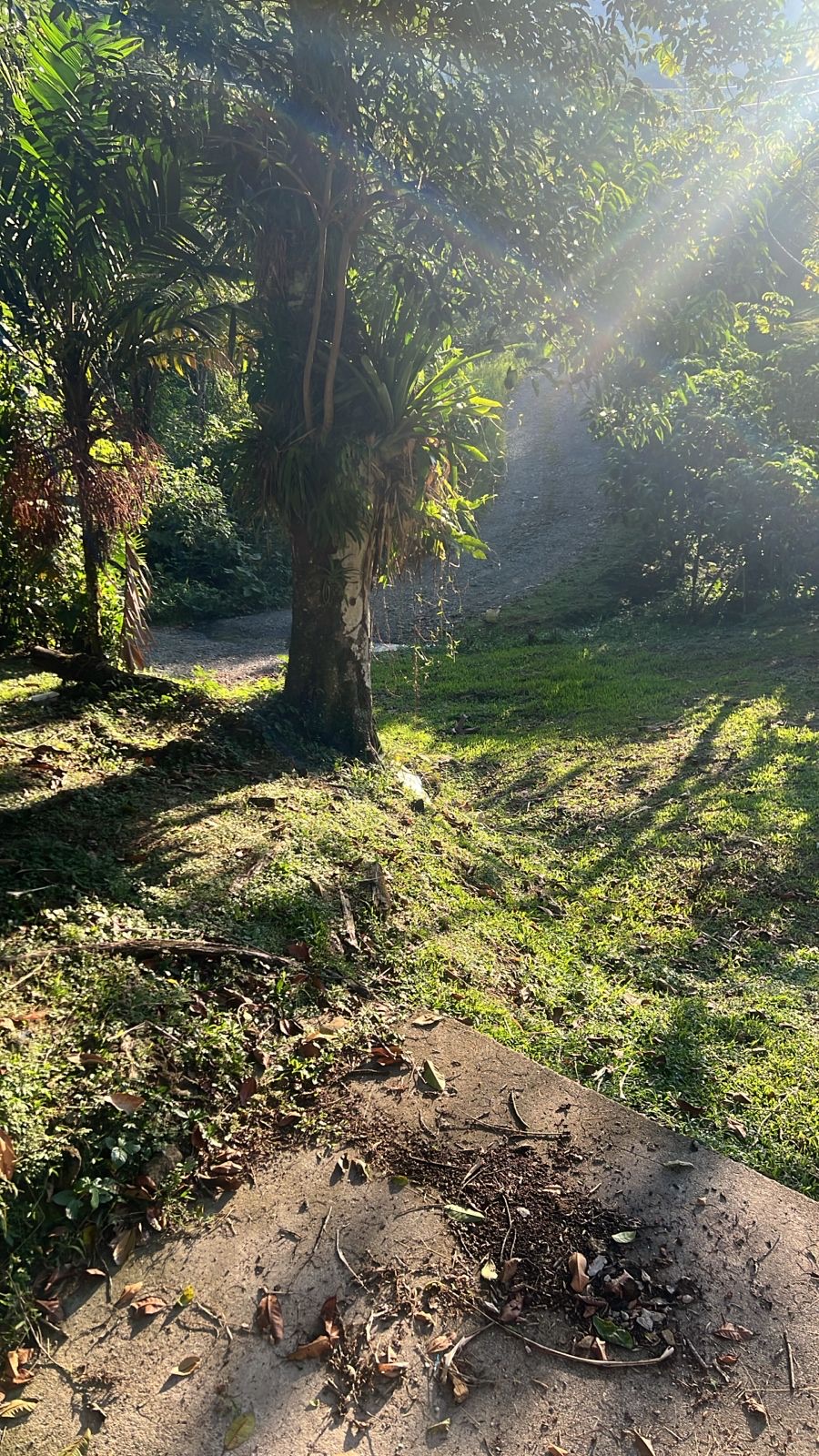 Morning light on the gravel path